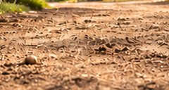 A packed dirt trail