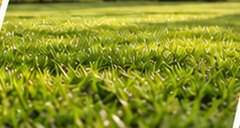 A lawn of short grass